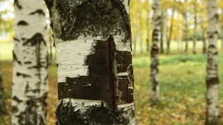 На Театральной площади обнаружен труп мужчины