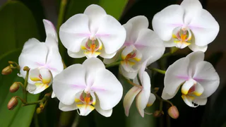 В мае орхидея только этого и жаждет: 1 шт. в воду — и даже чахлый фаленопсис выдает цветоносы без остановки круглый год