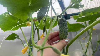 Даю этот копеечный раствор огурцам и помидорам в середине августа и плодов нарастает немерено. Собираю урожай до заморозков