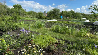 Дачники пьют таблетки, узнав о новом правиле - теперь за сорняки на участке начнут штрафовать. Готовьте деньги
