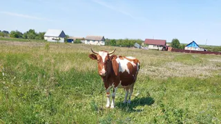 Дою с коровы деньги: Все бросила и уехала в деревню – соседи обзавидовались