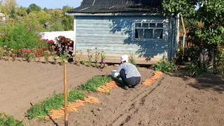 Кроты и медведка в панике пакуют чемоданы: просто закопайте это в землю - 5 минут и почва будет чистой