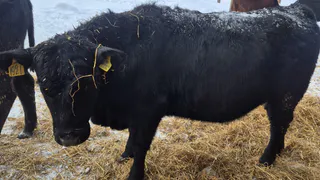 В Коми успешно акклиматизировалось и растёт поголовье абердин-ангусов