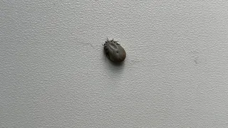 В Коми бесплатно проверили более 2 тысяч клещей на инфекции