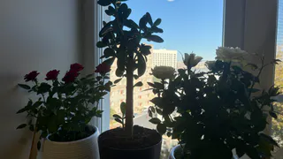 10 комнатных растений, которые выживут зимой даже в темноте: не тенелюбивые, а теневыносливые цветы - они есть почти у всех