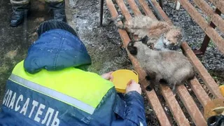 Владимирские спасатели «вернули к жизни» двух пострадавших в недавнем пожаре котят