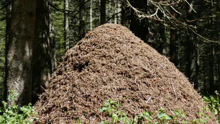 Как избавиться от муравьев в саду с помощью суперфосфата — простой и безопасный способ