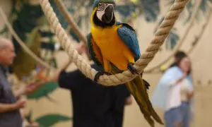 Россельхознадзор призвал организатора выставок животных в Магнитогорске к ответственности