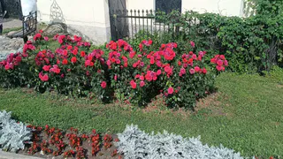 Розарий начинается не с выбора сорта – и большинство дачников узнают об этом слишком поздно