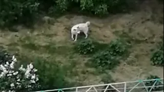 Девочки просто шли мимо: появились подробности нападения собак в Кальном