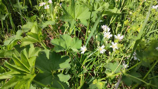 В Коми за неделю выявили девять новых обращений после укусов клещей