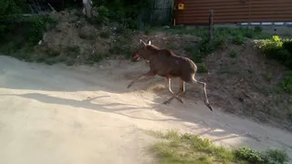 Соцсети: в по улицам Касимова бегает лось