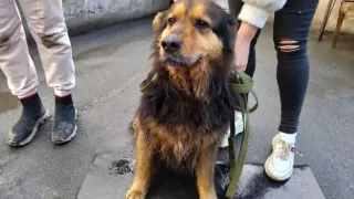 МЧС в затопленном Орске спасает не только людей, но и собак