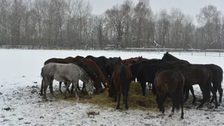 Из конезавода в Дивово пропали еще 20 лошадей, сообщают зоозащитники