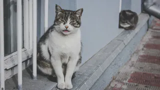 Рязанский блоггер занялся захоронением домашних животных