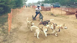 В рязанском отеле поселились постояльцы-хаски. Они приехали на соревнования
