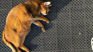 Даже не вздумайте травить этим кошек: в Роскачестве назвали самые худшие бренды корма для животных