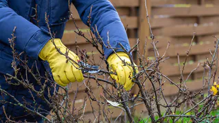 Осенняя обрезка красной, черной и белой смородины: как получить большой и сладкий урожай в новом году