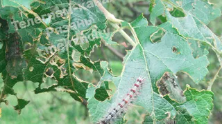 В Мемориальном парке Рязани шелкопряд объедает листья деревьев