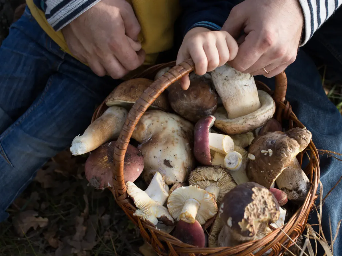 Секрет безопасных грибов: Роспотребнадзор раскрыл важные правила обработки