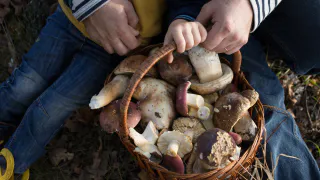 Секрет безопасных грибов: Роспотребнадзор раскрыл важные правила обработки