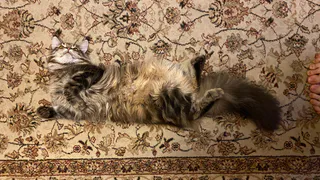 Язык тела: вот почему кошка заваливается набок, когда вы приходите