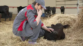 «Мираторг» организовал производственную   практику для 879   студентов  в рамках молодежной программы в 2022 году