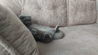 Ни ночных скачек, ни сброшенных ваз: эта порода будто создана для 30 квадратов