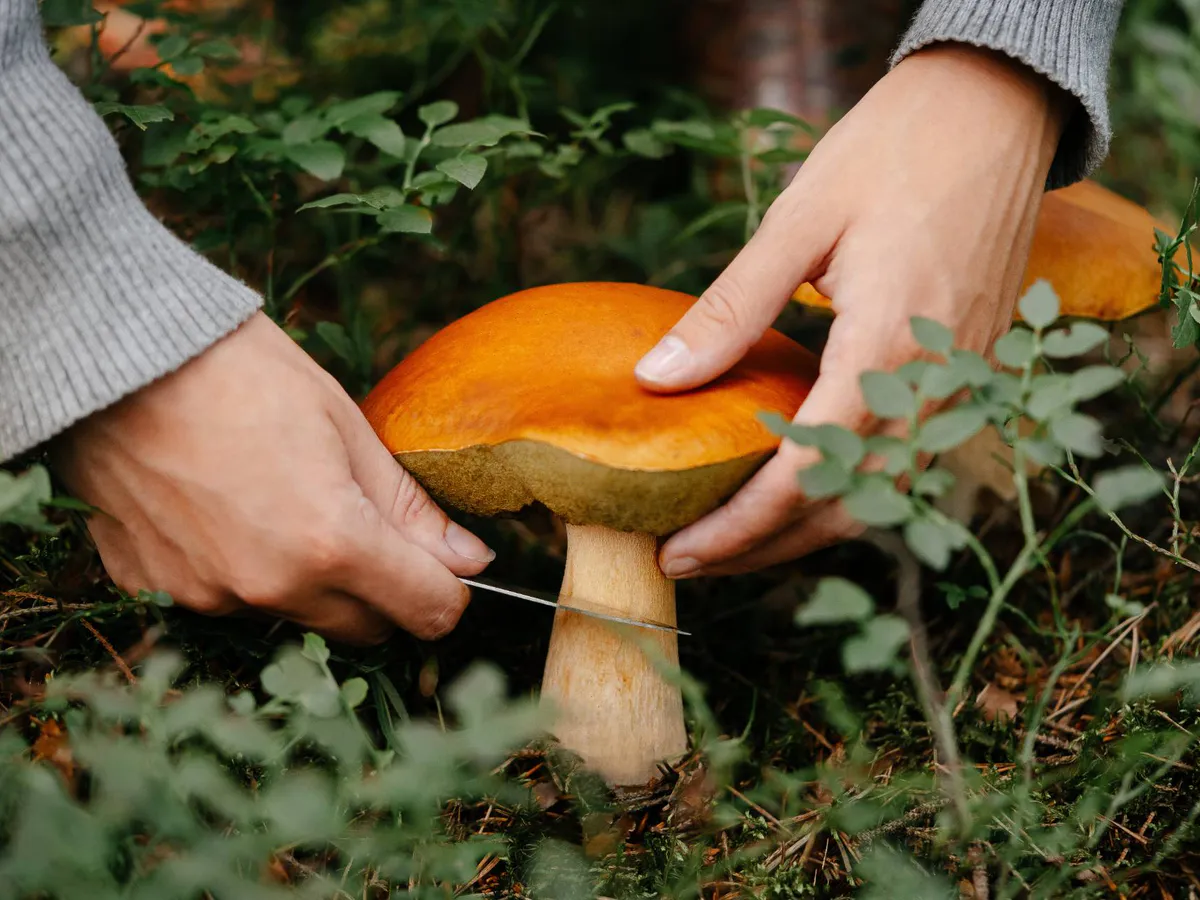 Пензенским грибникам может грозить до 9 лет лишения свободы