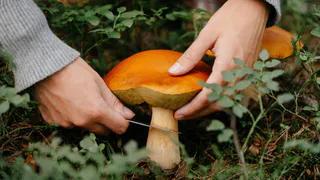 Пензенским грибникам может грозить до 9 лет лишения свободы