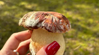 Деликатесный гриб, которым пренебрегают многие грибники: вкусный до безумия - собираю постоянно, пока другие воротят нос