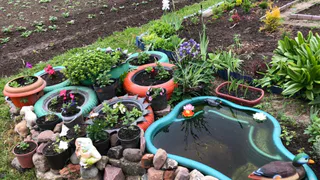 Закрепила веники из веток на яблоне — и муравьи к плодовому дереву больше не подходят: обошлась без ловчих поясов и инсектицидов