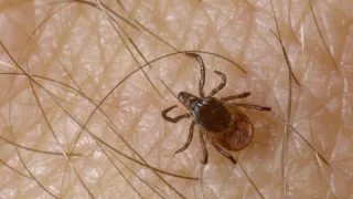 Клещи гибнут молниеносно: копеечное средство защищает лучше любого покупного аэрозоля