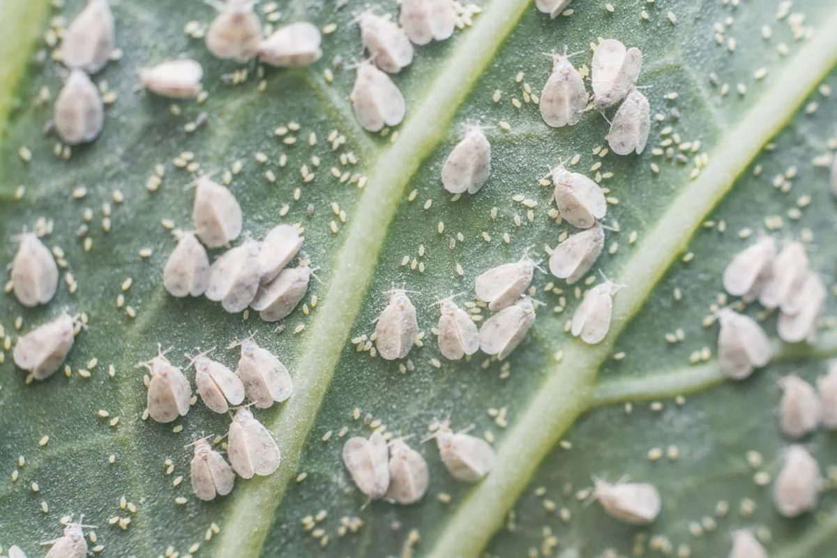 Белокрылка на огороде: как защитить урожай в разгар лета