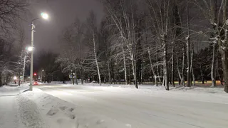 Житель Коми подозревается в незаконной рубке деревьев в особо крупном размере