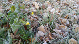 24 сентября в Рязанской области ожидаются заморозки и до +20