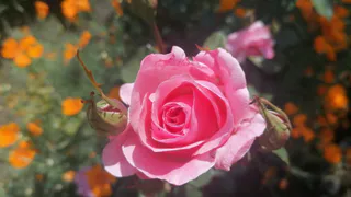 Не губите розы в апреле: 5 критических ошибок, которые допускают даже опытные садоводы