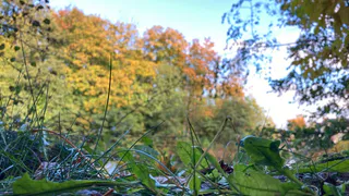 Вот она, осень: какая погода ждет рязанцев на этой неделе