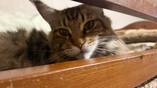 Почему кошки отказываются от кусочков мяса во влажном корме: ветеринар поставил точку в вопросе