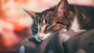 Как устроить своему коту шикарный отдых, если не получилось взять его с собой