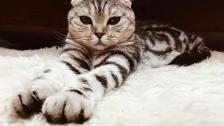 Горячие пушистики лета: Ляля, Няша,Симба  и другие домашние любимцы читателей Pro Города