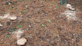 В Селивановском районе выявили незаконную рубку берёз на сумму 120 тысяч рублей