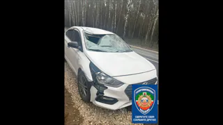 На Матюшинском тракте в Казани автомобиль сбил лося