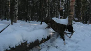 Житель Коми заплатит пенсионерке 120 тысяч за укус "беспризорной" лайки