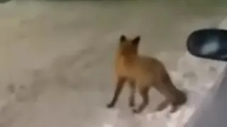 В Рязанской области установили случай заболевания бешенством лисы