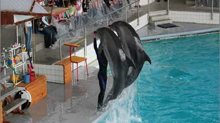 Прокуратура проверит информацию об избиении в Челнах дельфинов