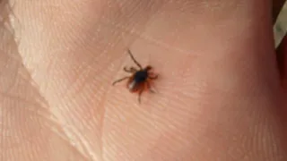 Клещи проснулись и готовы атаковать рязанцев