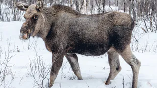 Сбитый лось обойдётся водителям Владимирской области в 80 тысяч рублей
