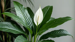 Самый простой уход за спатифиллумом: будет цвести почти весь год