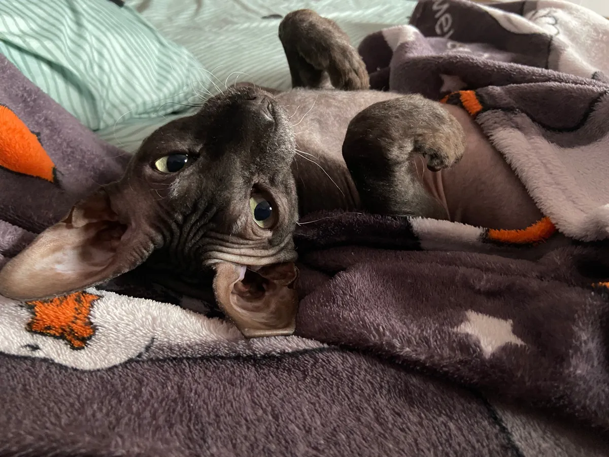 В Челябинской области всех домашних собак и кошек поставят на учёт